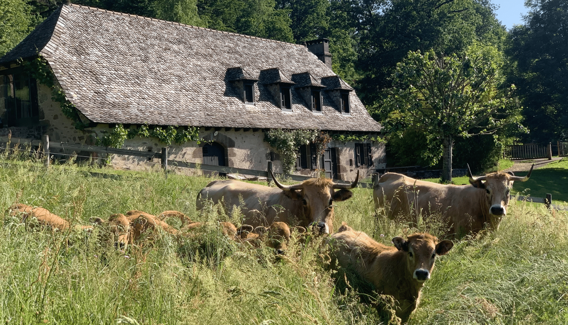 Gite Estradié vaches Aveyron